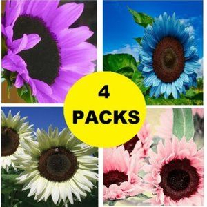200 Seeds Colored Sunflowers Purple Blue White Pink Sun Flowers Garden